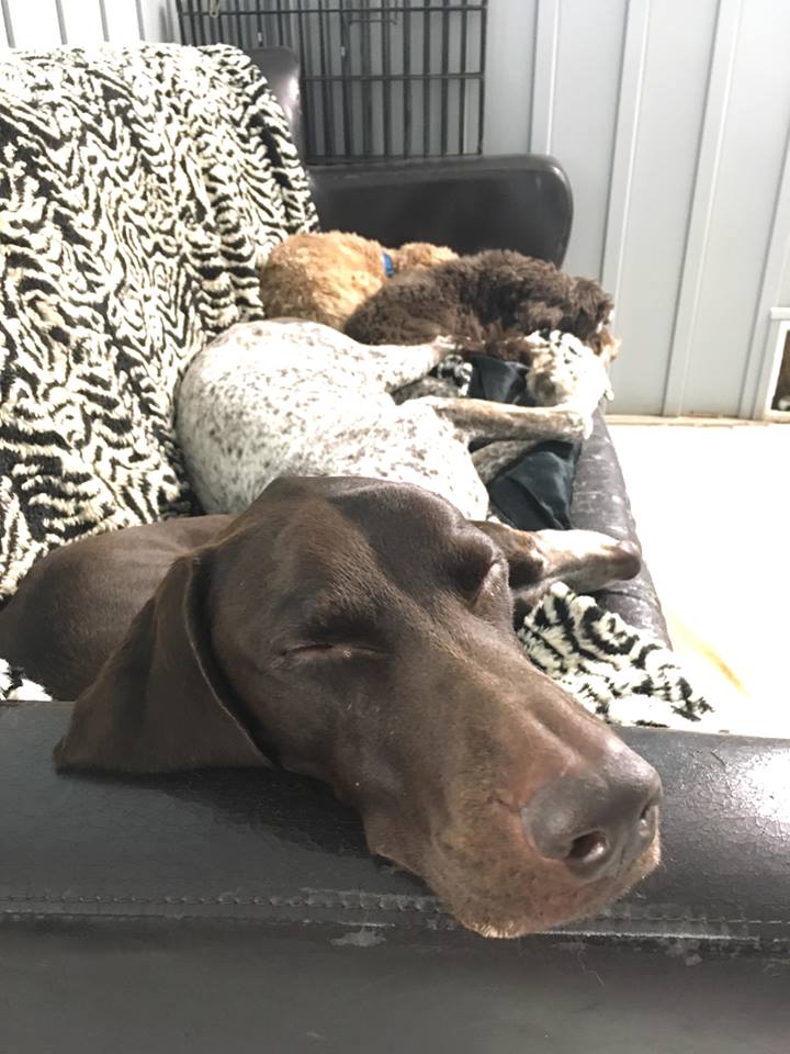 dogs couch